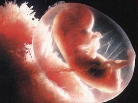 В Британии запретили сжигать эмбрионы