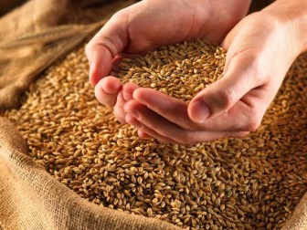 Украина уже экспортировала почти 29 млн тонн зерна - Минагрополитики