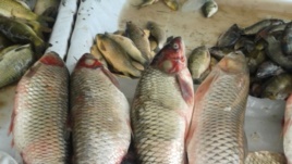 Керчь без свежей рыбы: рыбаков не пускают в море российские пограничники