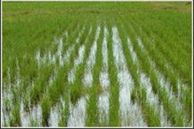 Крым может отказаться от выращивания риса из-за нехватки воды - В.Константинов