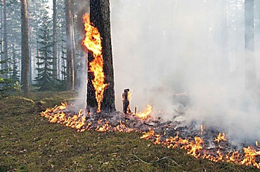 Под Славянском горит лес, но террористы не дают потушить огонь, - Гослесагентство