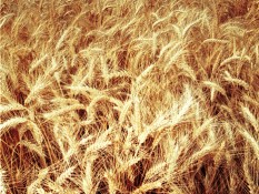 В этом году Крыму не хватит также пшеницы и ячменя