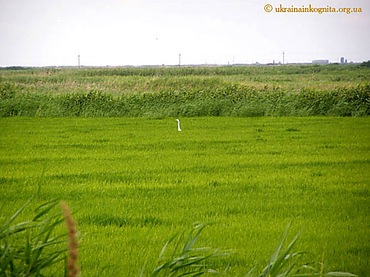 Рисовые поля в аннексированном Крыму засеивают ячменем и подсолнухом