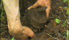 В Красном Луче во время выпаса скота в поле житель подорвался на мине, - МВД