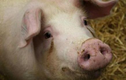 Украина ввела запрет на экспорт свинины из России