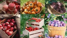 Россия готовит запрет на поставки некоторых овощей и фруктов из Польши