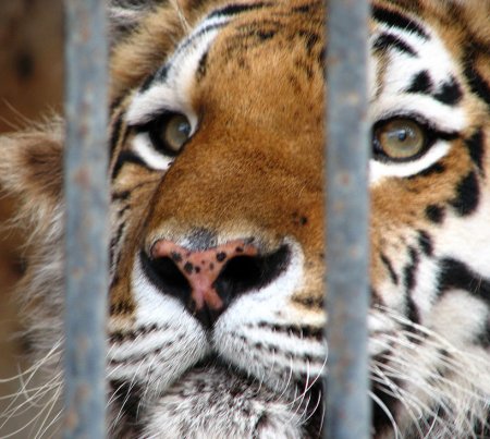 Диких животных экс-министра Клименко приняли в частном зоопарке