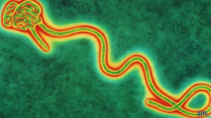 ВООЗ: от лихорадки Эбола уже умерли более тысячи человектысячи человек