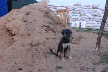 Нацгвардия на границе «усилилась» щенками Допой, Гепой и Путиным