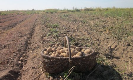 Крым готовят к дефициту сахара, молока, картофеля и яиц