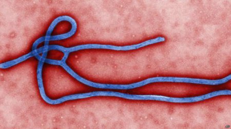 В ближайшие четыре месяца число зараженных вирусом Эбола может достичь 550 тысяч, - CDC