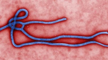 Количество погибших от Эболы увеличилась до 2,9 тысячи