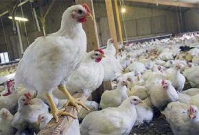 Украина начала продавать в ЕС продукцию птицеводства