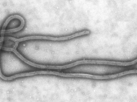 В Испании - первый случай заболевания Еболой в Европе