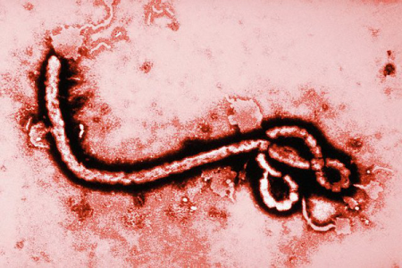 Эбола в Киеве?