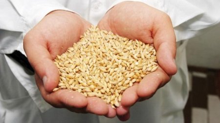 Украина экспортирует 11,53 млн тонн зерна