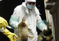 В Нидерландах отменили ограничения, введенные из-за птичьего гриппа 