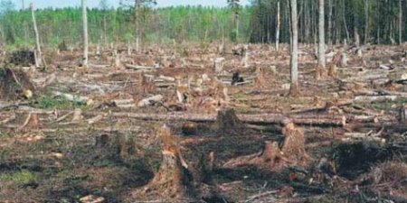 Беличанский лес вернули государству по решению суда, - прокуратура 