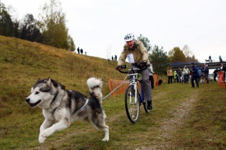 В Харькове впервые проведут гонки на собачьих упряжках
