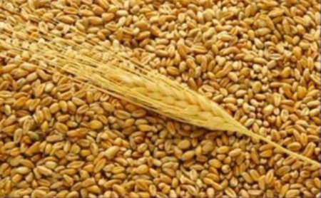 500 тыс. тонн украинской пшеницы продадут в Бангладеш