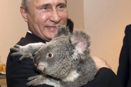 Путин и дипломатия коалы
