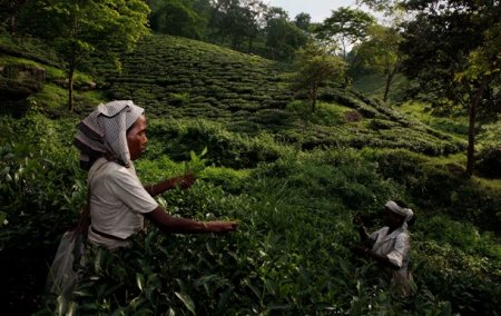 Владельца чайной плантации в Индии зарубили работники