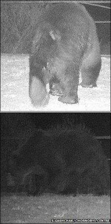 В Чернобыльскую зону отчуждения вернулись бурые медведи - ученые. Фото