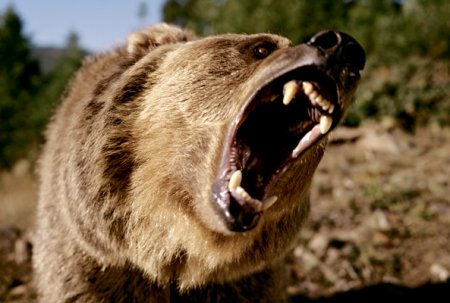 В Закарпатье, медведь пробрался в село и загрыз лошадь и свинью