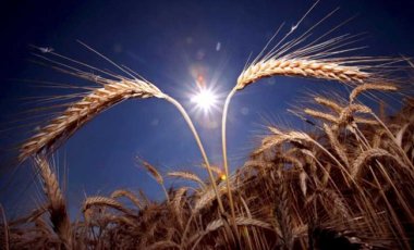 Россия продолжает экспортировать зерно, несмотря на ограничения