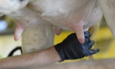 Украина не готова запрещать продажу домашних мяса и молока