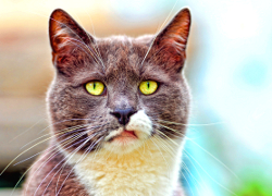 Ученые рассказали о влиянии популярности на кошек