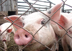 На ферме под Солигорском неизвестные украли свиней