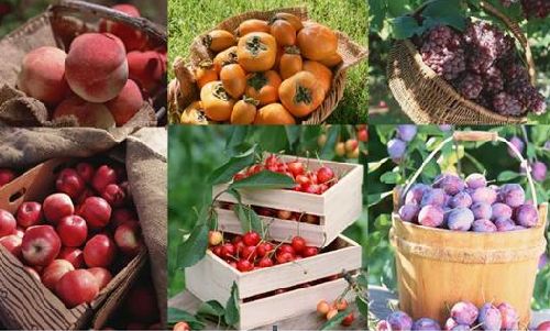 Россельхознадзор за неделю не пропустил в Крым 1051,6 т овощей и фруктов из Украины