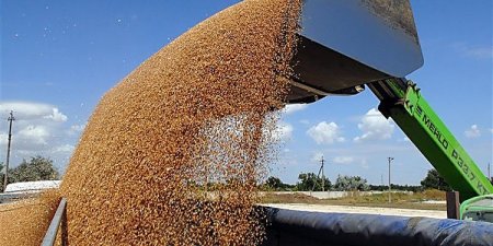 Украина бьет рекорды по экспорту зерновых, объем которого превышает прошлогодний на 10%
