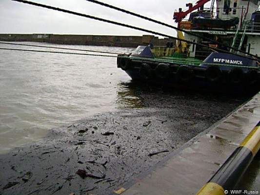 Российские нефтяные компании в сто раз приуменьшили объем разлива нефти в Черном море, - Всемирный фонд дикой природы