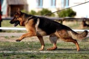 В Тернопольской обл. правоохранители расследуют жестокое убийство собаки