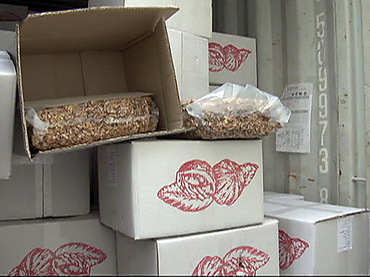 В Одессе задержали предприниматей, которые незаконно пытались экспортировать орехи на пол миллиона гривен