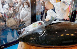 Гигантский тунец в Японии продан за $37 тысяч