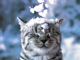 Сегодня в Украине ударят морозы и будет идти снег