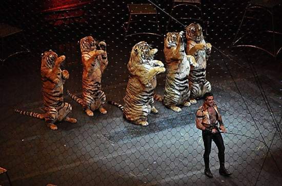 В Португалии ввели запрет на использование в цирковых шоу животных: «Они не рождены для подчинения дрессировщику, они не клоуны и не куклы»