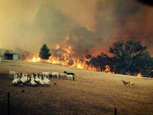 В Австралии пожары уничтожили не менее 11 тыс. га леса