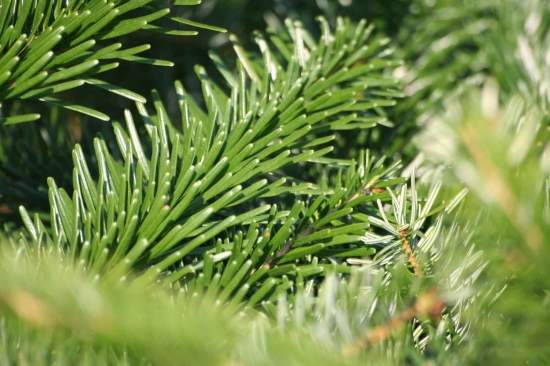 В Полтавской обл. изъяли более 360 незаконно срубленных елок почти на 23 тыс. гривен
