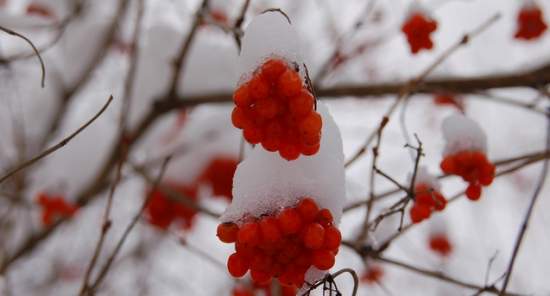 В Украине на завтра объявлено штормовое предупреждение: морозы усилятся до -29 градусов