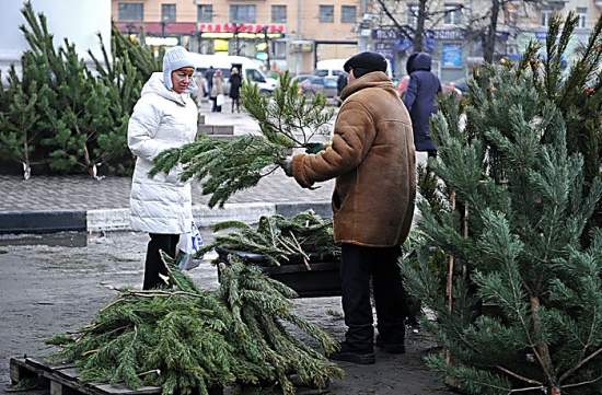 За новогодний период в Николаеве выявили девять нарушителей, которые незаконно торговали елками