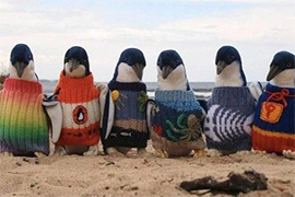Австралиец год вязал свитера для пингвинов