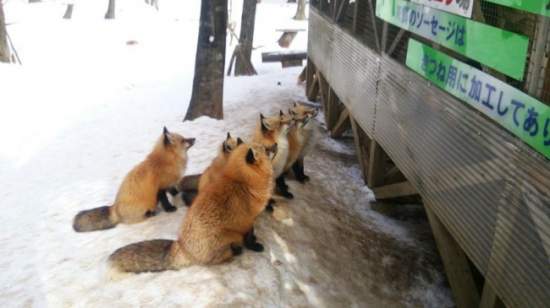 Фотофакт: Деревня лис в Японии