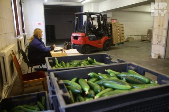 Директор овощной фабрики: «Да у нас 92 процента импорта в каждом огурце»