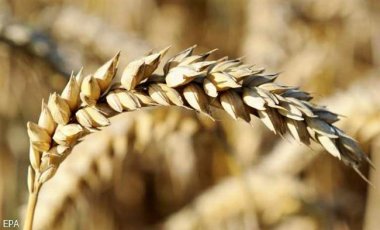 Запасов зерна в Украине на 22% больше, чем годом ранее