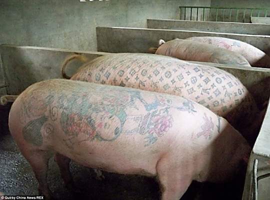 «Русалочка и наколки зэков», - бельгийский художник «бьет» татуировки свиньям и продает их за бешеные деньги