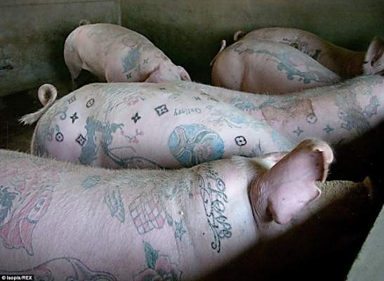 «Русалочка и наколки зэков», - бельгийский художник «бьет» татуировки свиньям и продает их за бешеные деньги